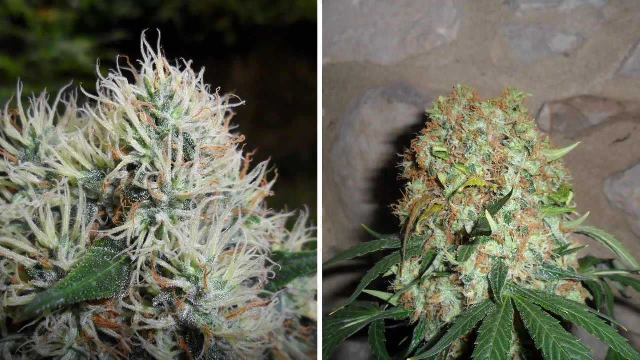 Durban Poison from WeedSeedsExpress grown by WILLIAMSII on Growdiaries